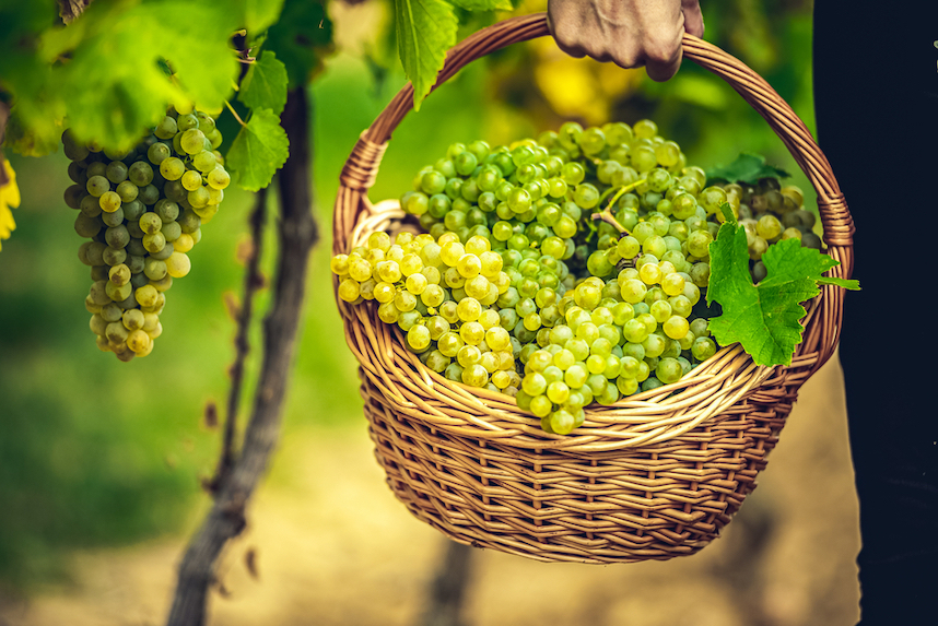 Periodo, fasi e procedimento della vendemmia