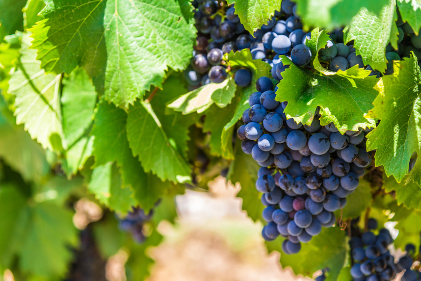 Vino e sostenibilit: quando il vino è green