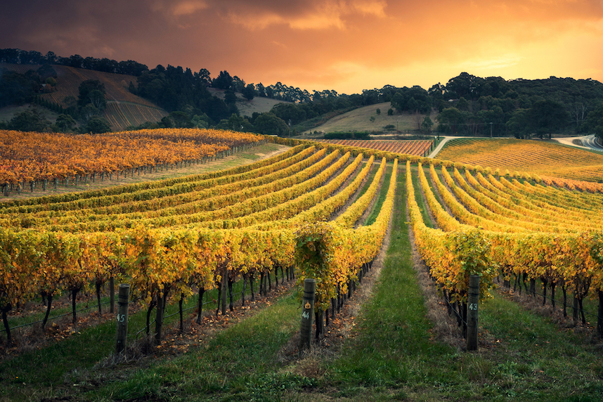 produzione vinicola in australia