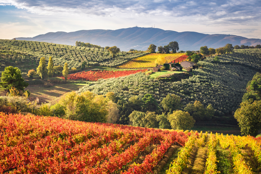 vigneti sagrantino montefalco