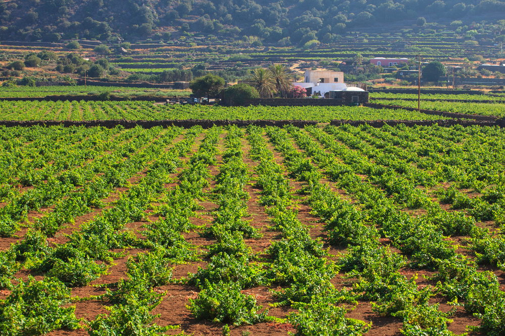 zibibbo vigneti